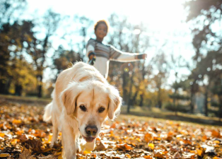 Pet Safety Tips for Autumn & Winter Weather